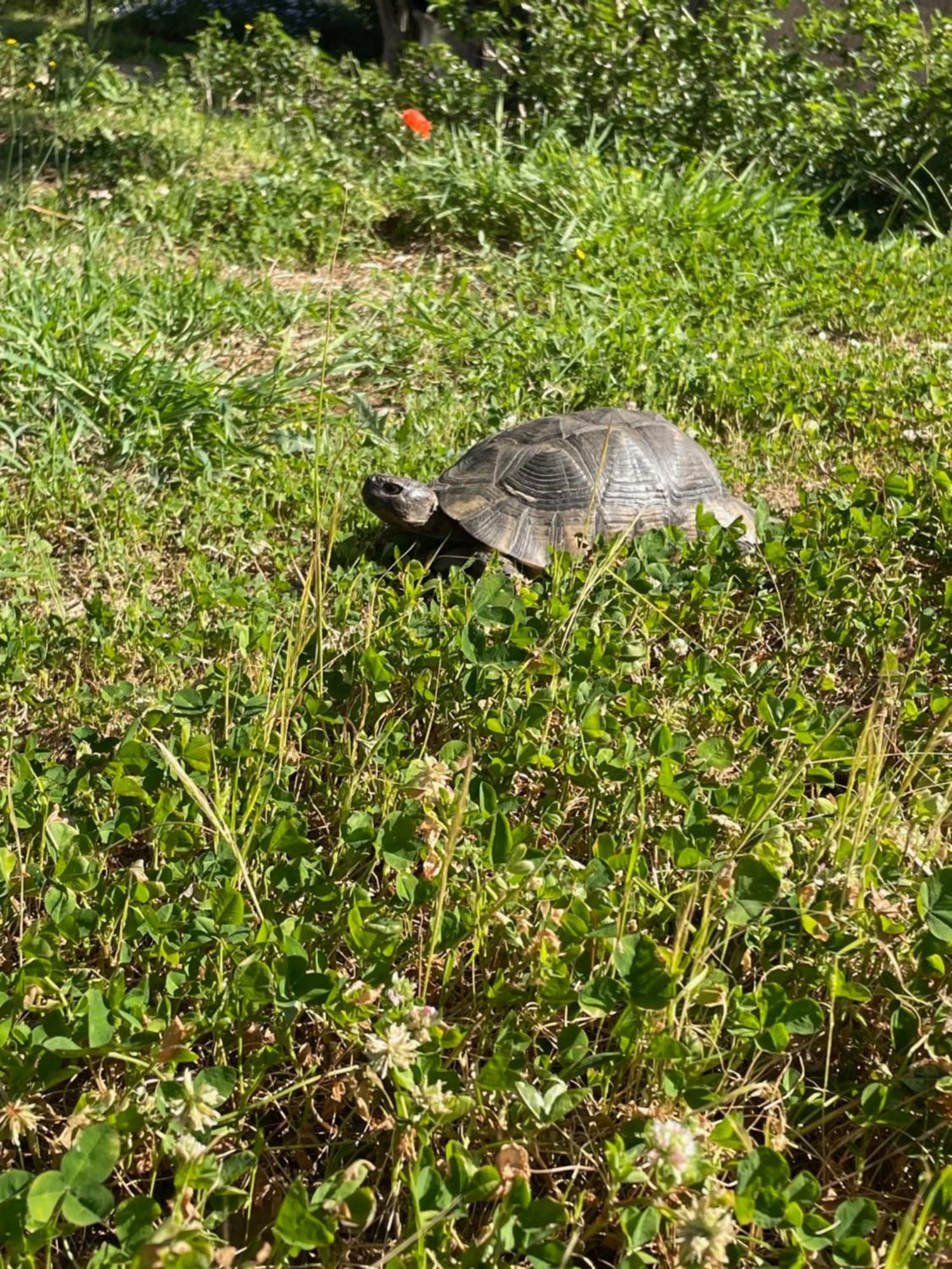 Stazzu Lu Chissoni Villa Luogosanto Bagian luar foto